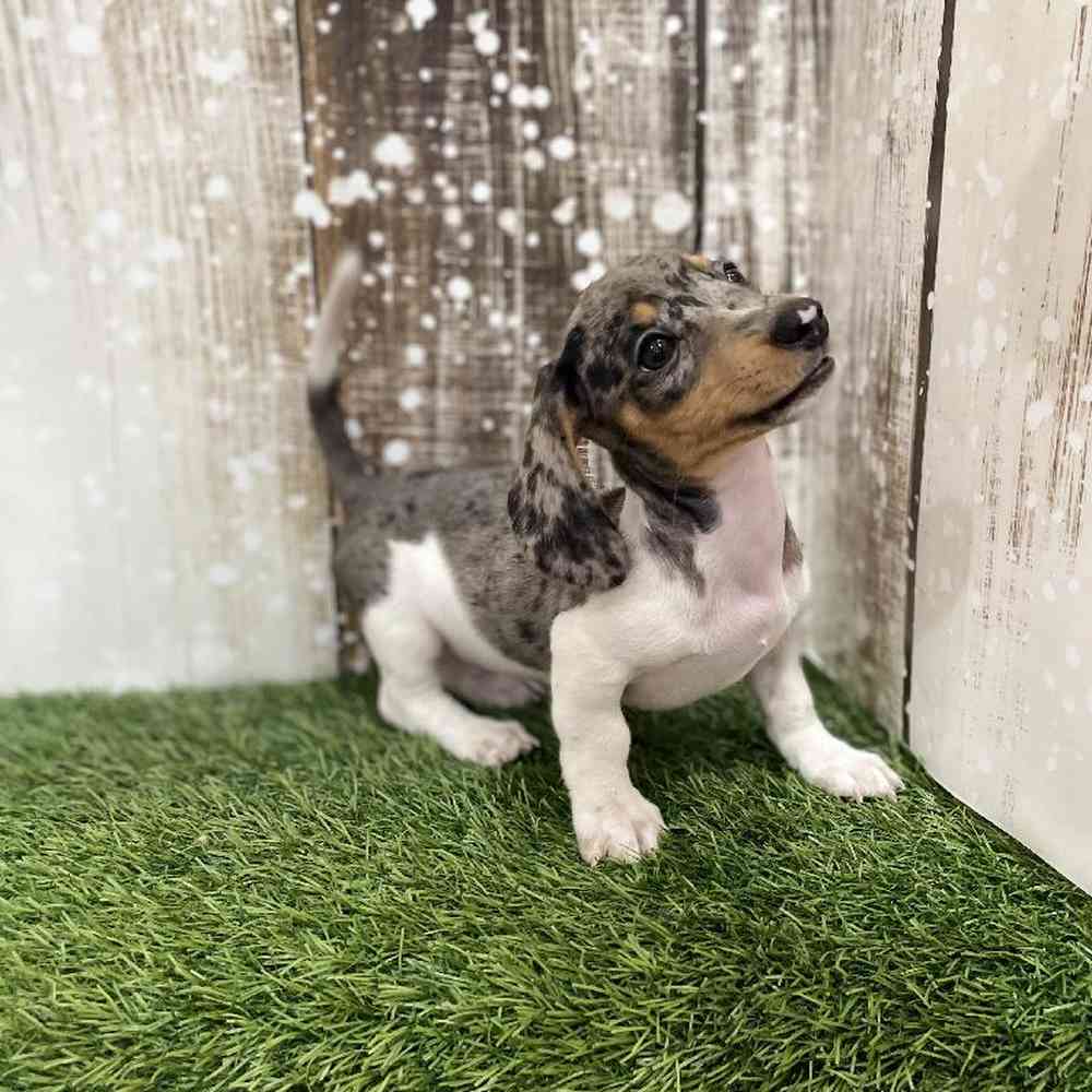 Male Dachshund Puppy for Sale in Braintree, MA