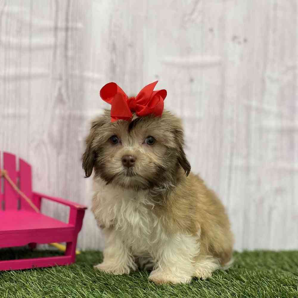 Female Havanese Puppy for Sale in Braintree, MA