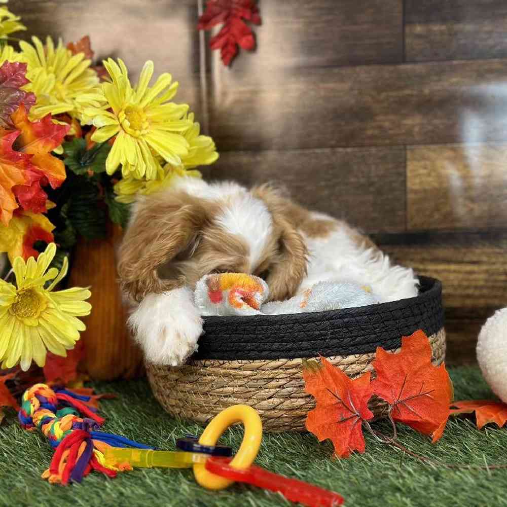 Female Cocker Spaniel Puppy for Sale in Saugus, MA