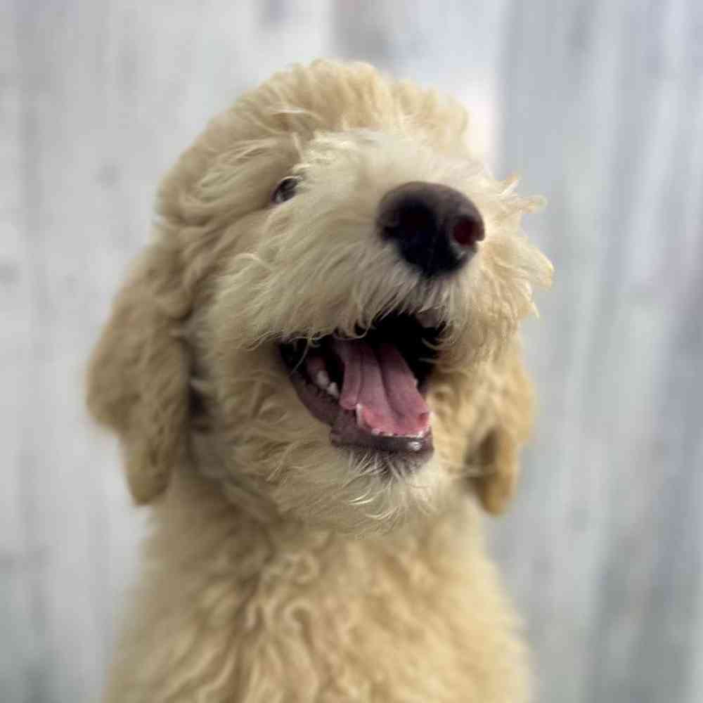 Male Aussiedoodle (Std F2) Puppy for sale