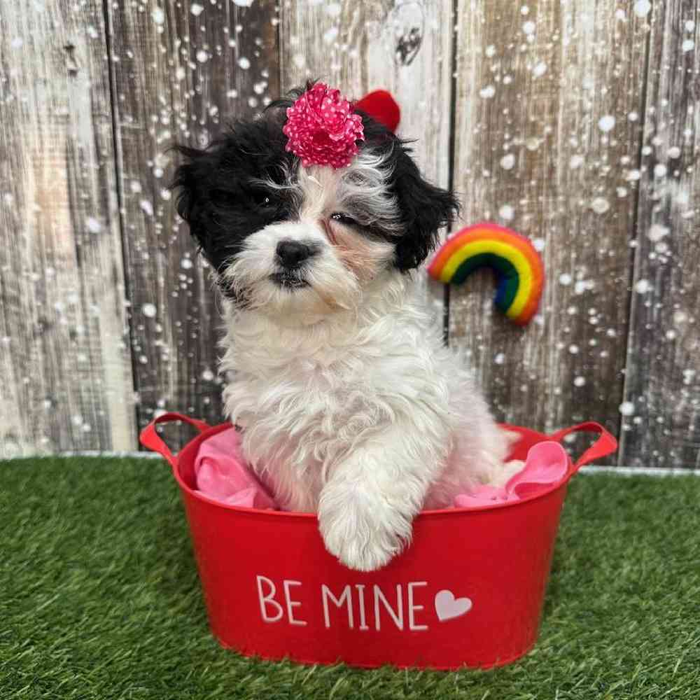 Female Shih-Poo Puppy for Sale in Saugus, MA