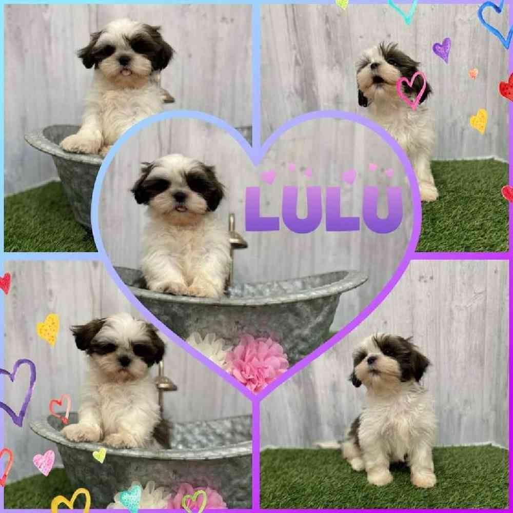 Female Shih Tzu Puppy for Sale in Braintree, MA