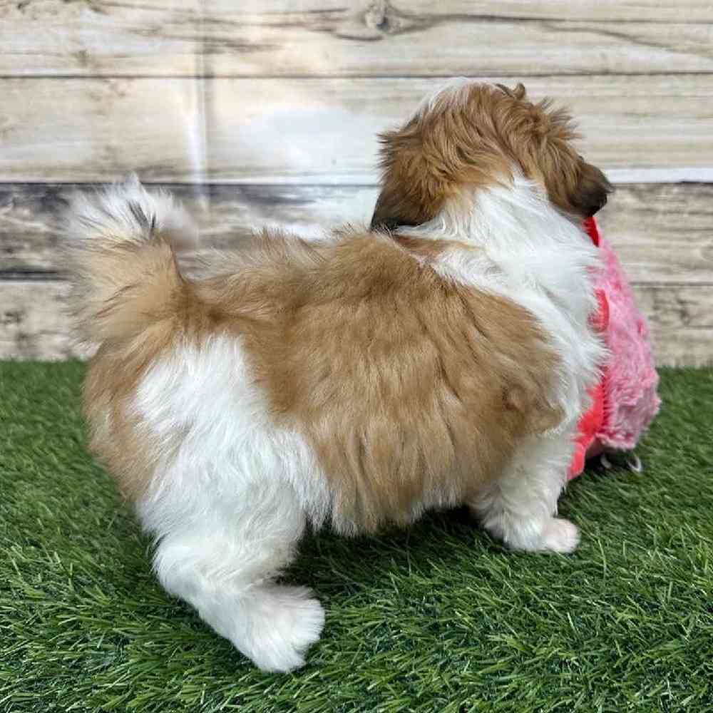 Female Shih Tzu Puppy for Sale in Saugus, MA