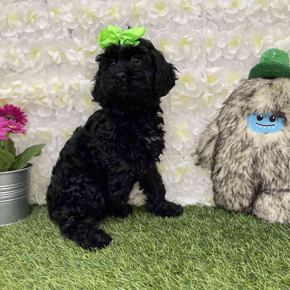 Female Cockapoo Puppy for Sale in Braintree, MA