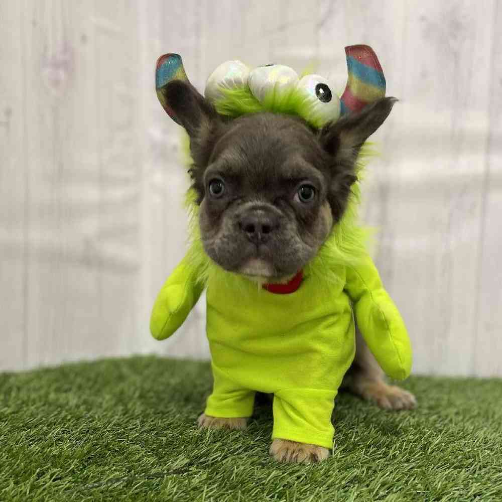 Male French Bulldog Puppy for Sale in Braintree, MA