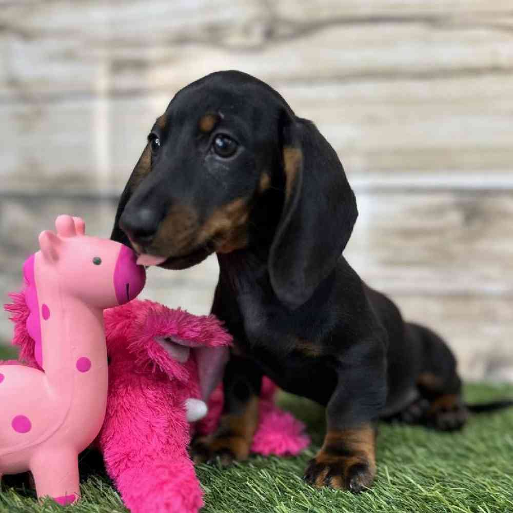 Female Dachshund Puppy for Sale in Saugus, MA