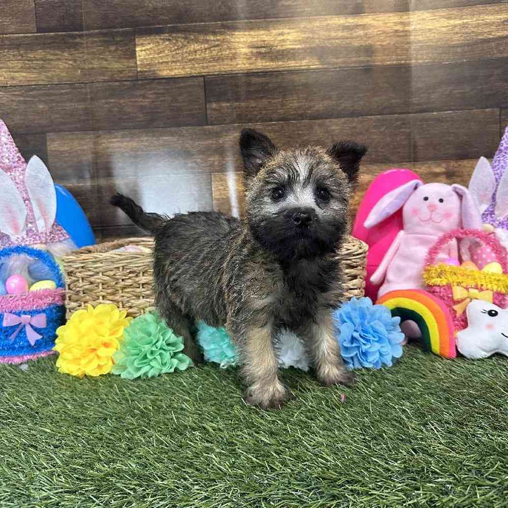 Female Cairn Terrier Puppy for Sale in Saugus, MA