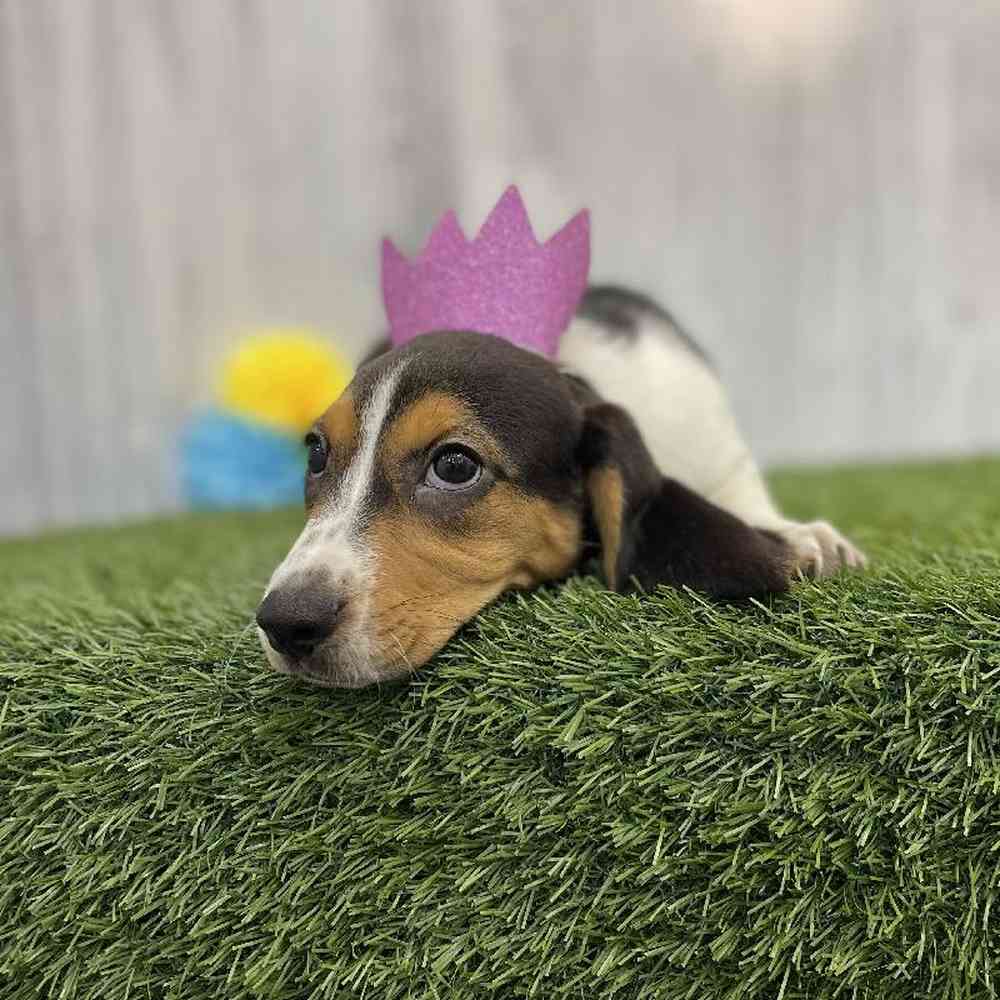 Female Beagle Puppy for sale