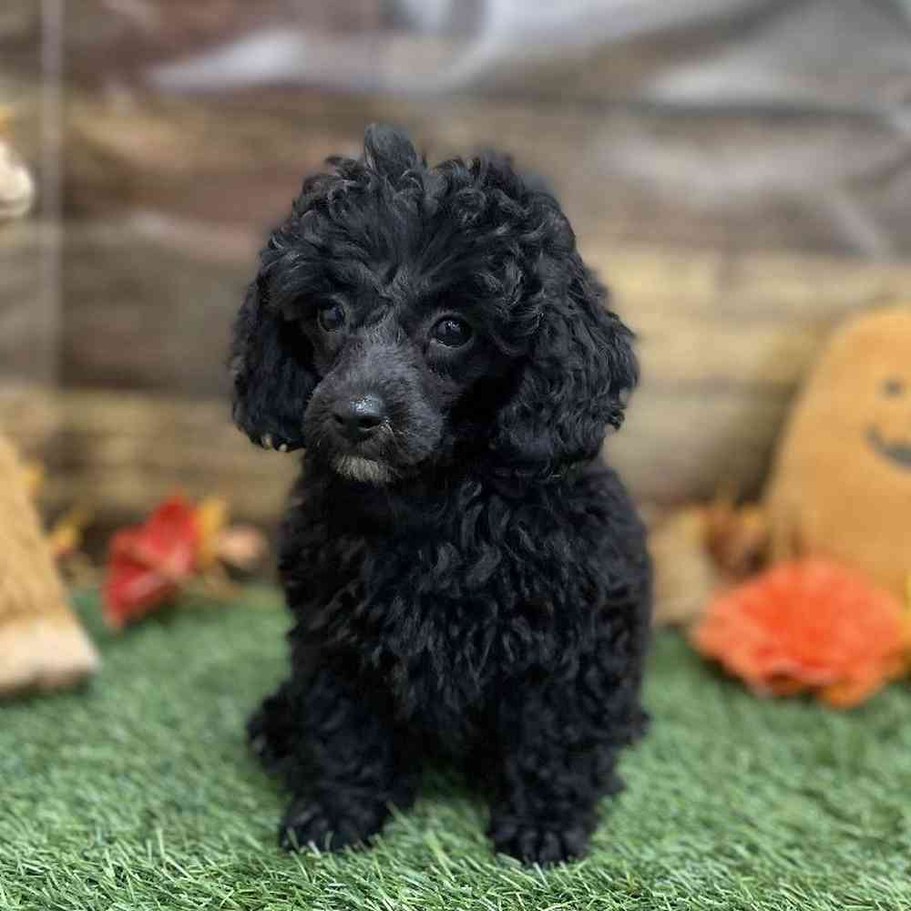 Female Poodle Toy Puppy for Sale in Braintree, MA