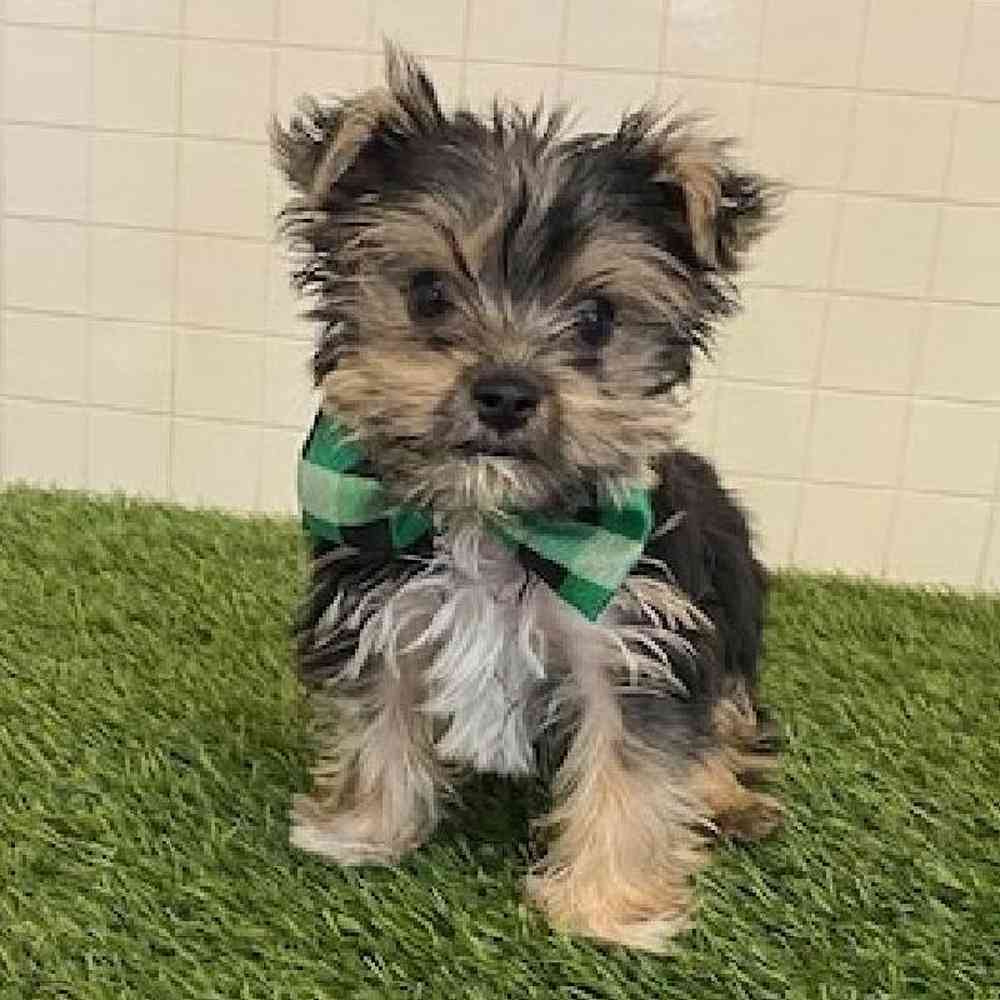 Male Biewer Yorkshire Terrier Puppy for sale