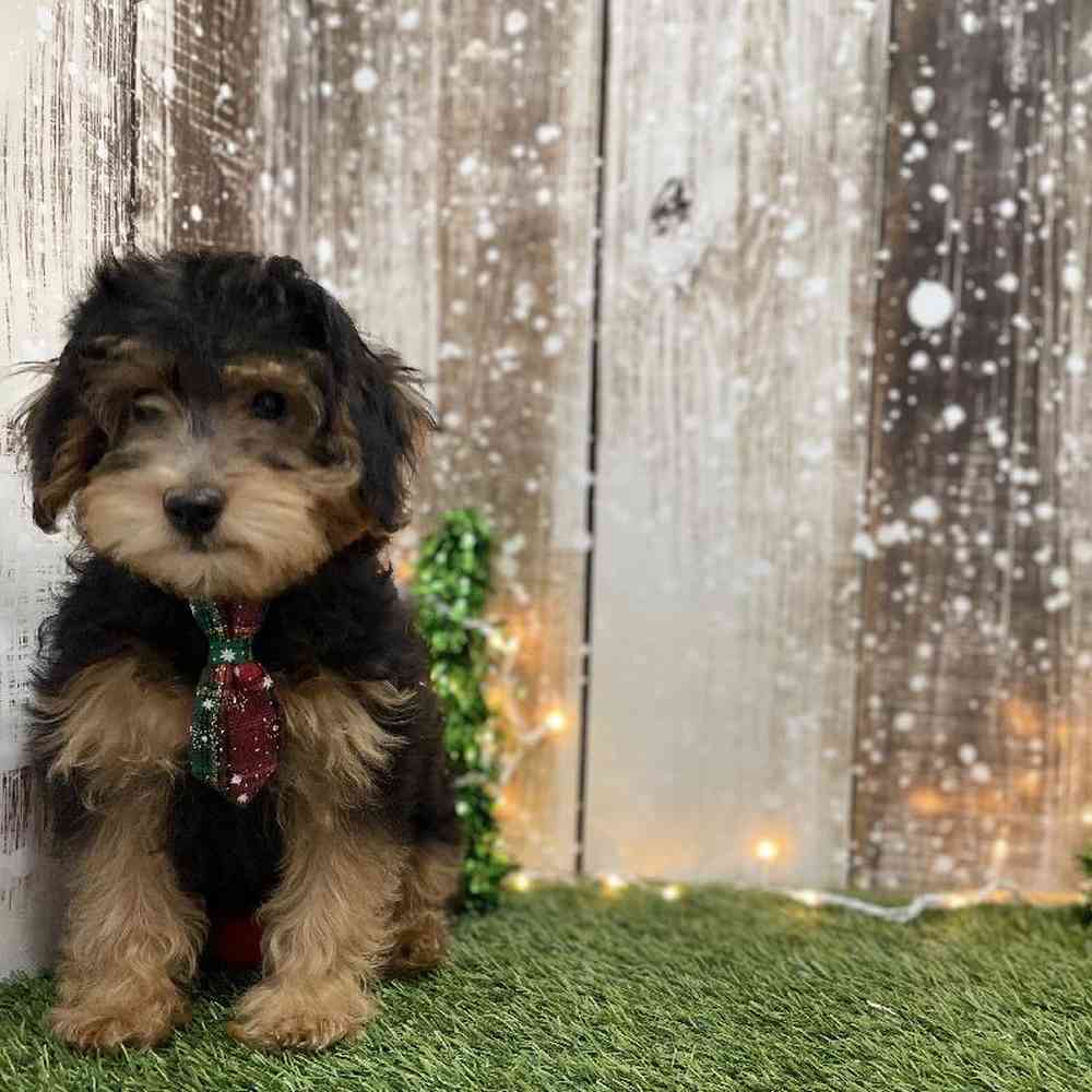 Male Yorkie-Poo Puppy for Sale in Braintree, MA