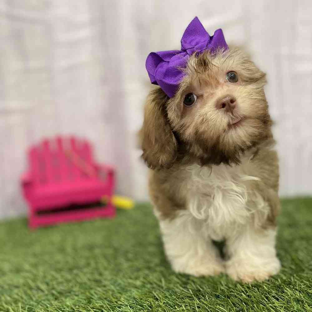 Female Havanese Puppy for Sale in Braintree, MA