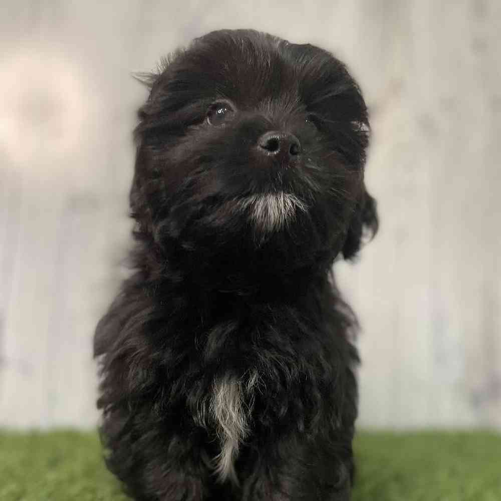 Male Shih-Poo Puppy for sale