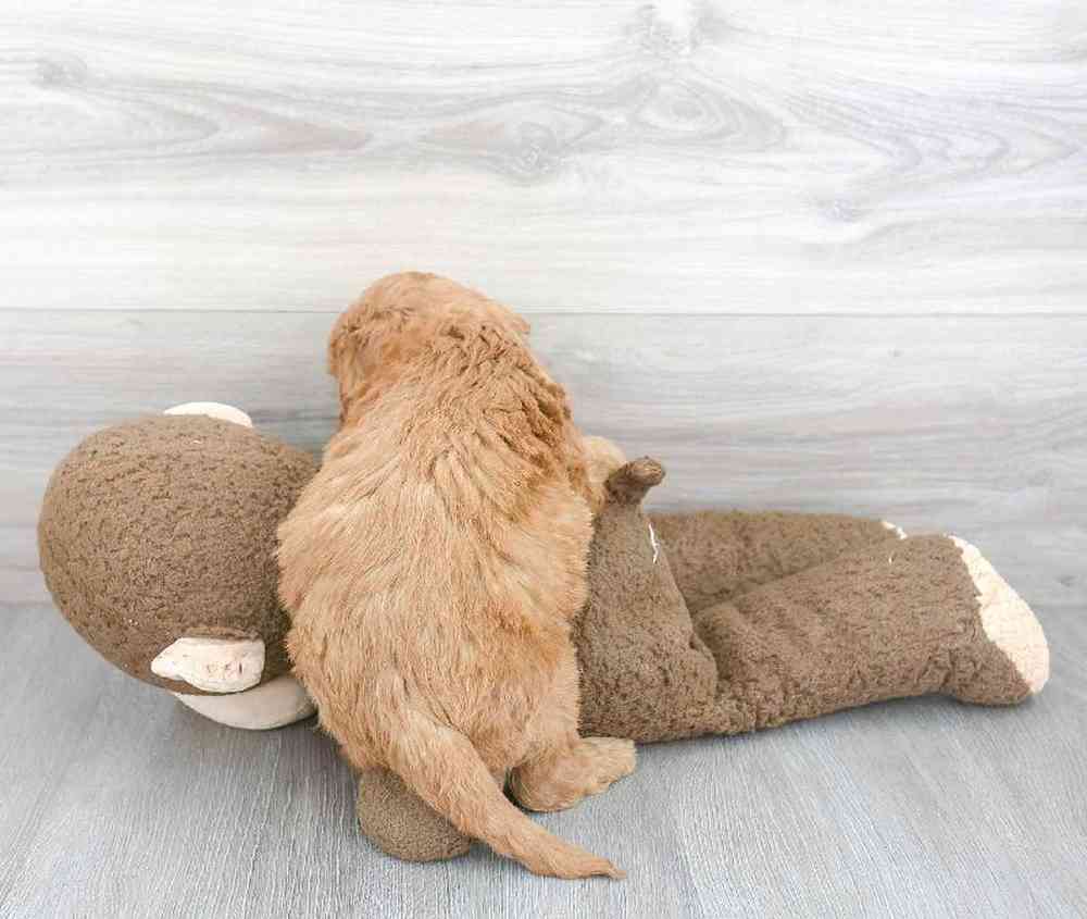 mini-goldendoodle-tara-41031738950835.jpg