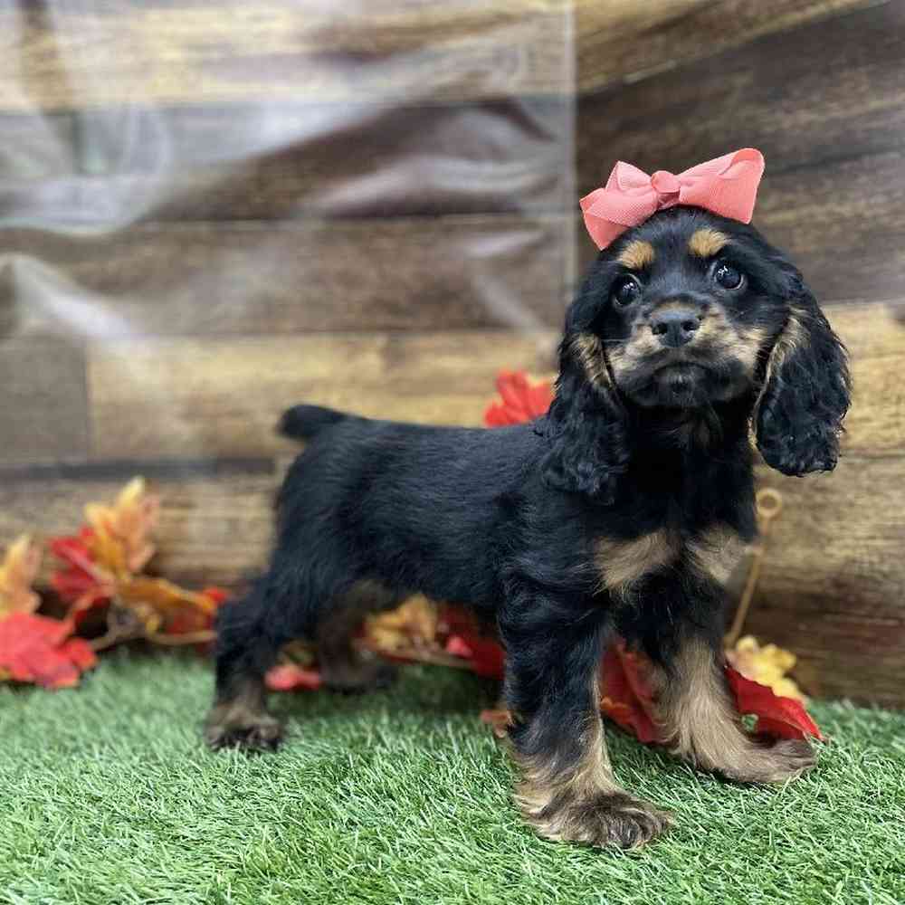 Female Cocker Spaniel Puppy for Sale in Braintree, MA