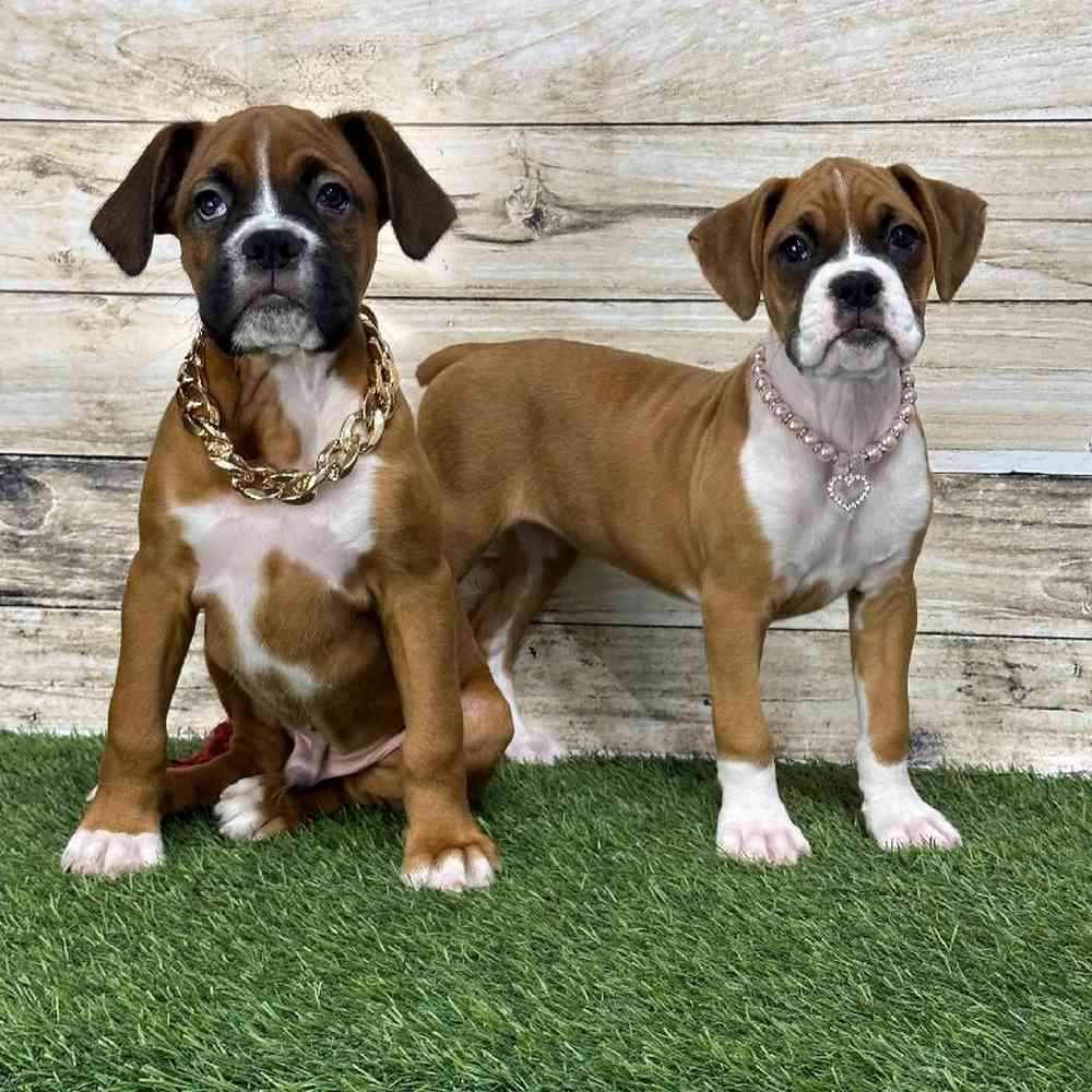 Male Boxer Puppy for Sale in Saugus, MA