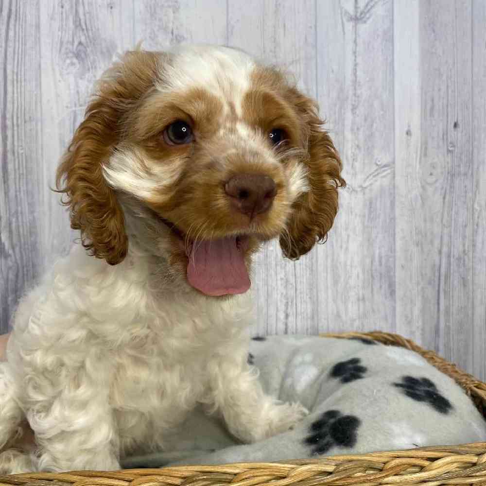 Male Cocker Spaniel Puppy for Sale in Saugus, MA