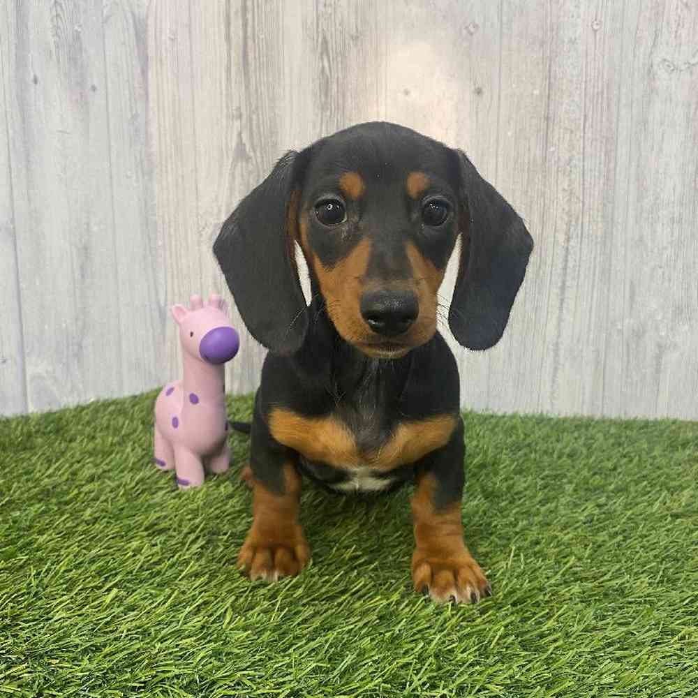 Female Dachshund Puppy for Sale in Saugus, MA