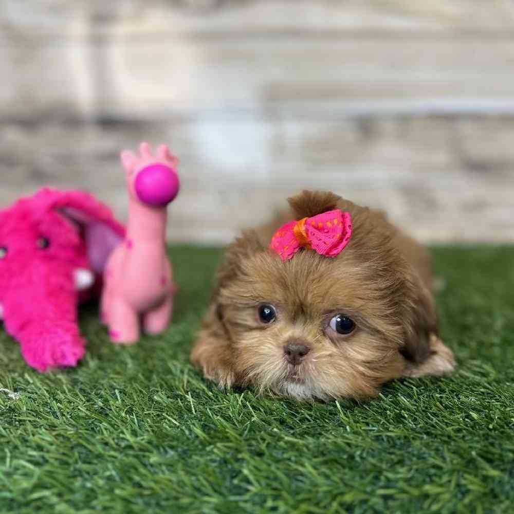 Female Shih Tzu Puppy for Sale in Saugus, MA