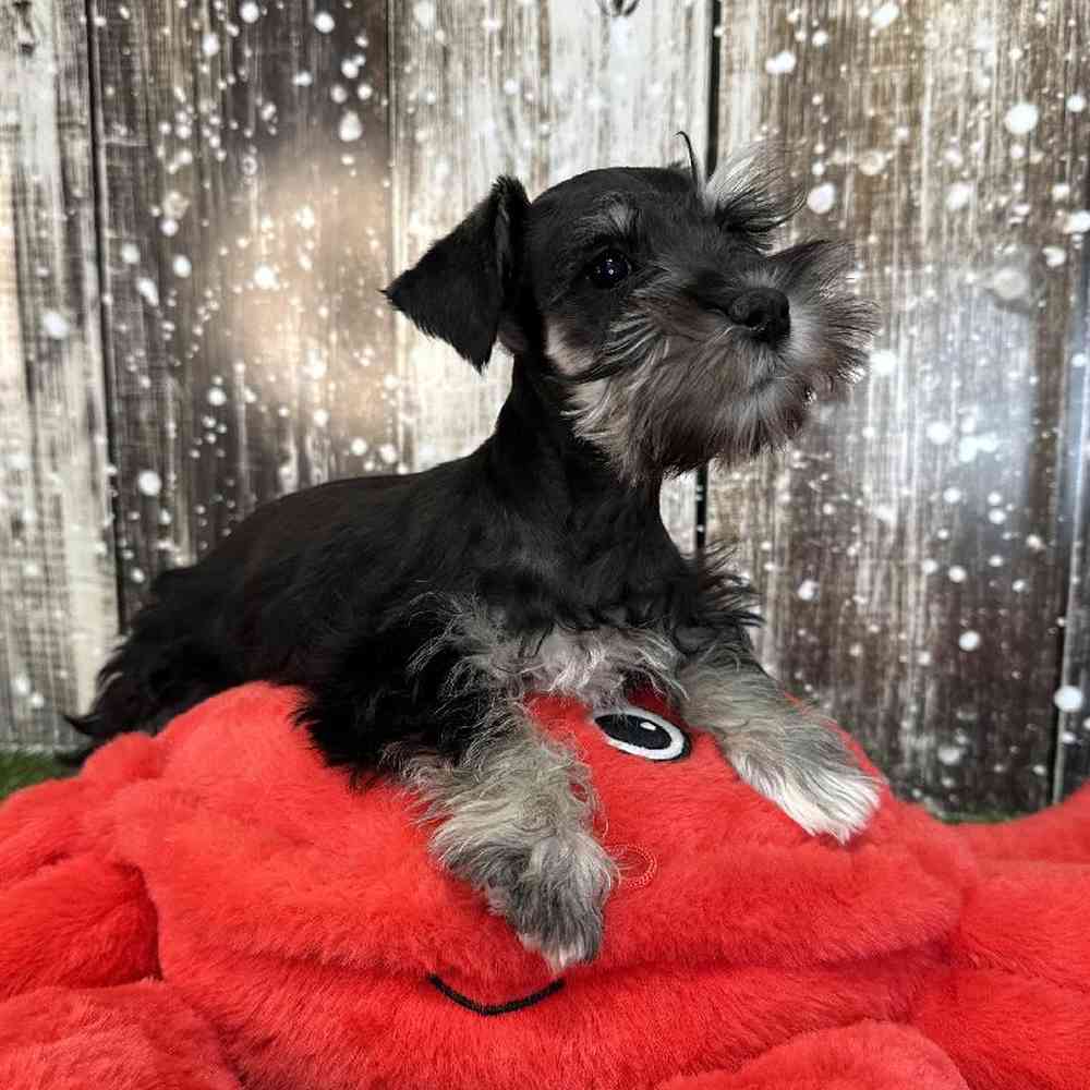 Male Miniature Schnauzer Puppy for Sale in Saugus, MA