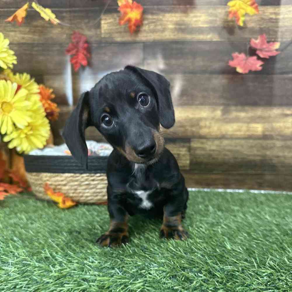 Male Dachshund Puppy for Sale in Saugus, MA