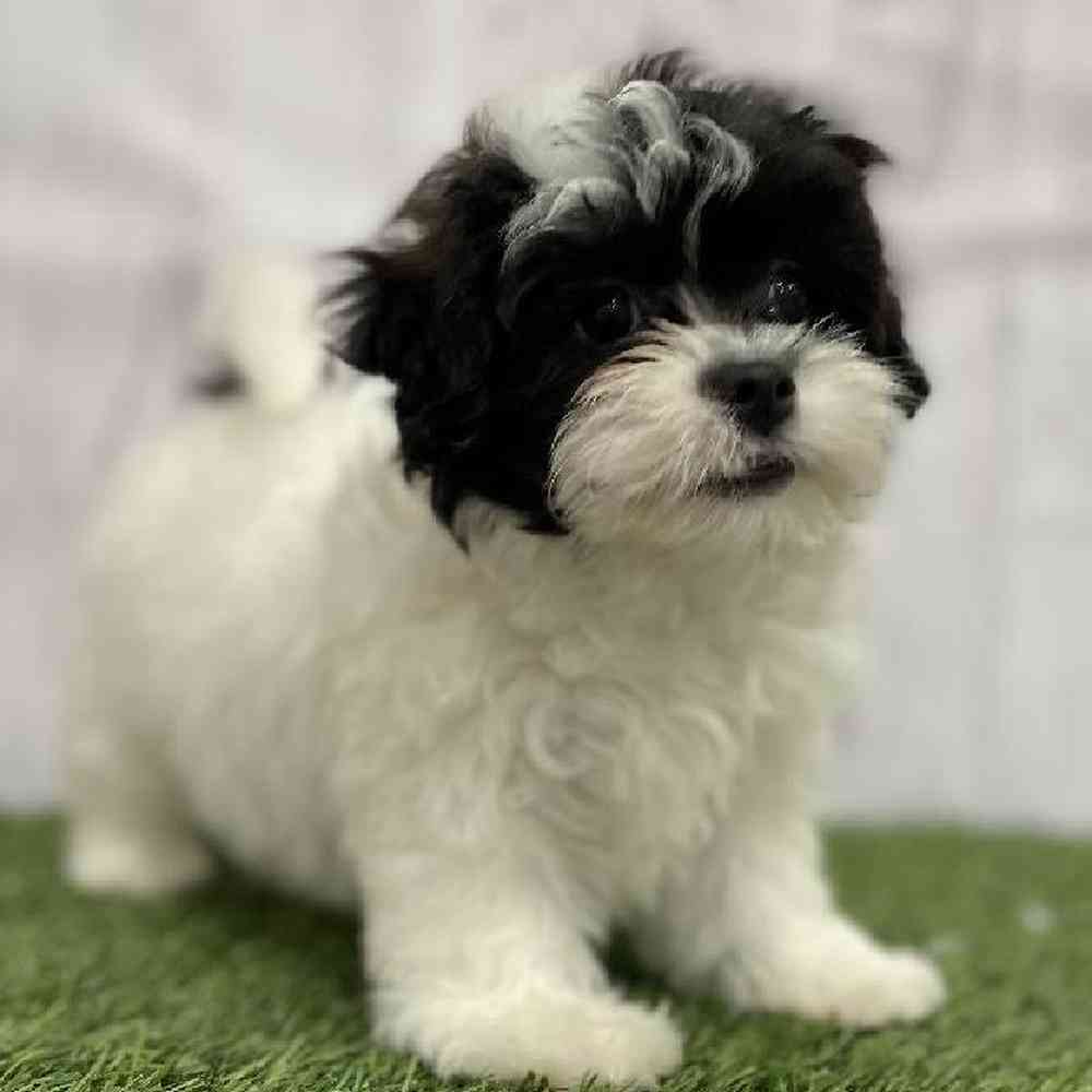 Female Lhasa-Poo Puppy for Sale in Braintree, MA