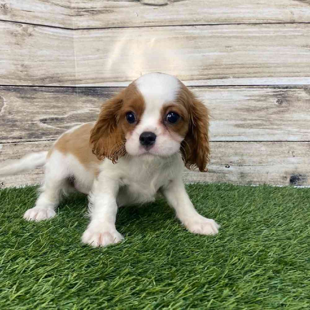 Female Cavalier King Charles Spaniel Puppy for Sale in Saugus, MA