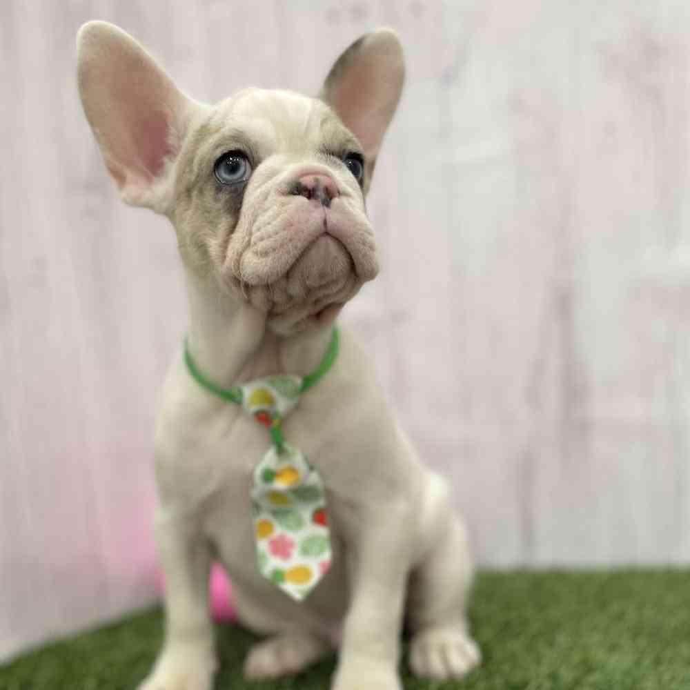 Male French Bulldog Puppy for Sale in Braintree, MA