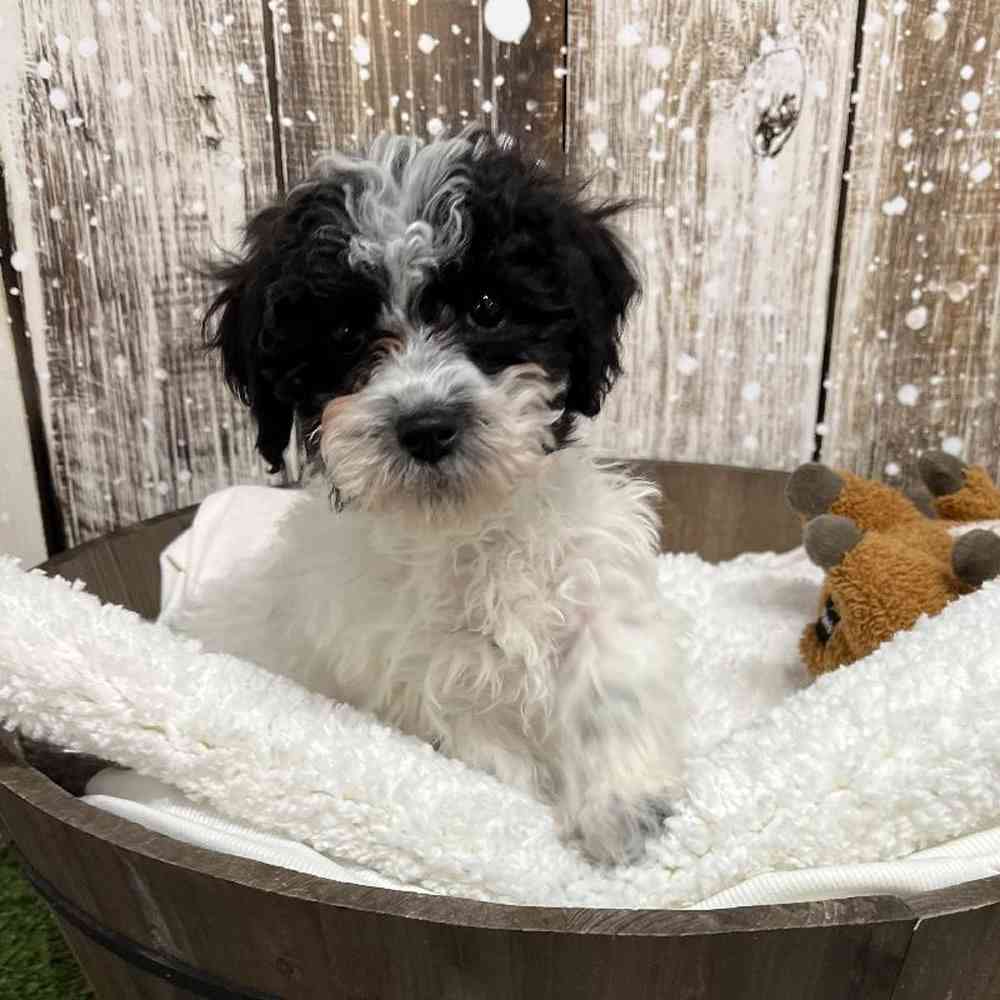Female Cavachon Puppy for Sale in Saugus, MA