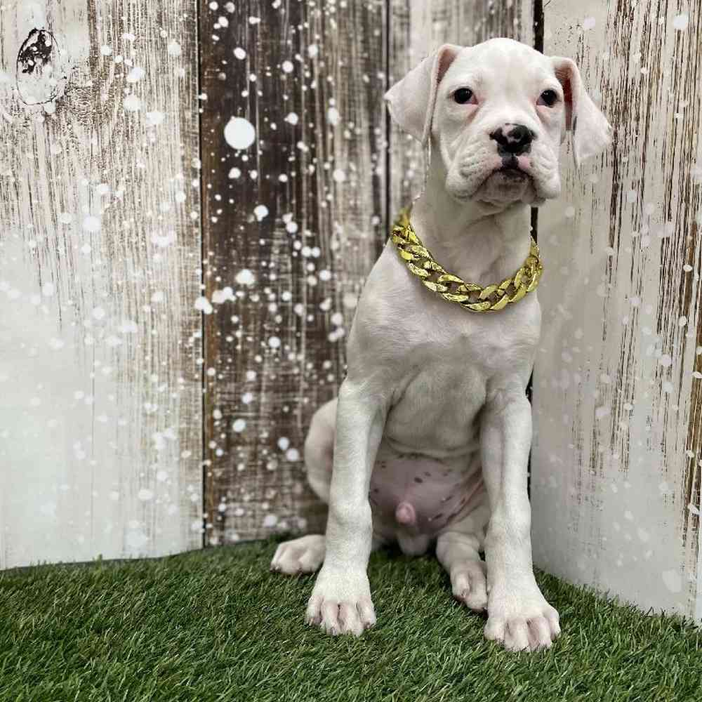 Male Boxer Puppy for Sale in Braintree, MA