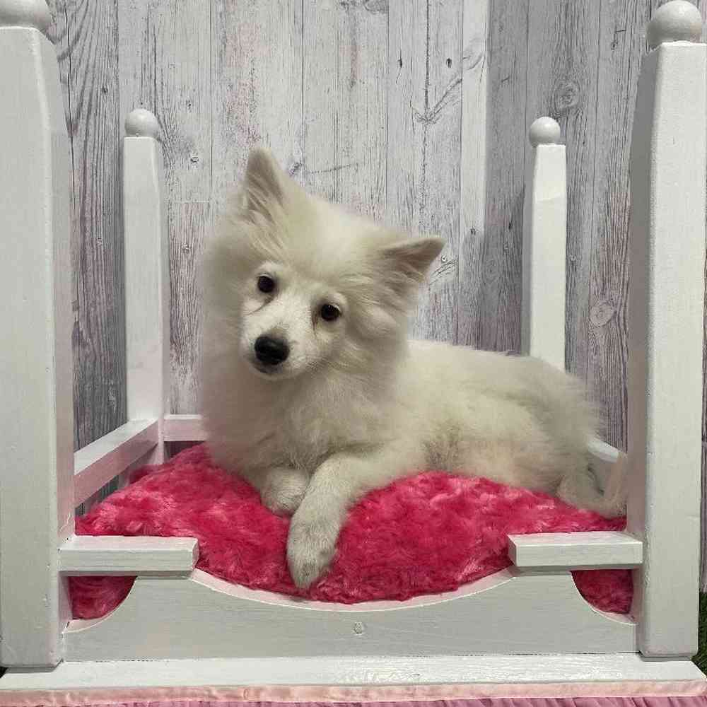 Female American Eskimo Puppy for Sale in Saugus, MA