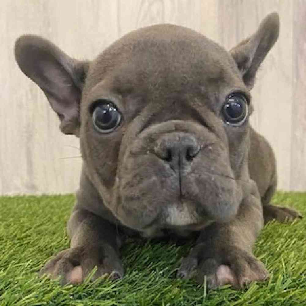 Male French Bulldog Puppy for sale