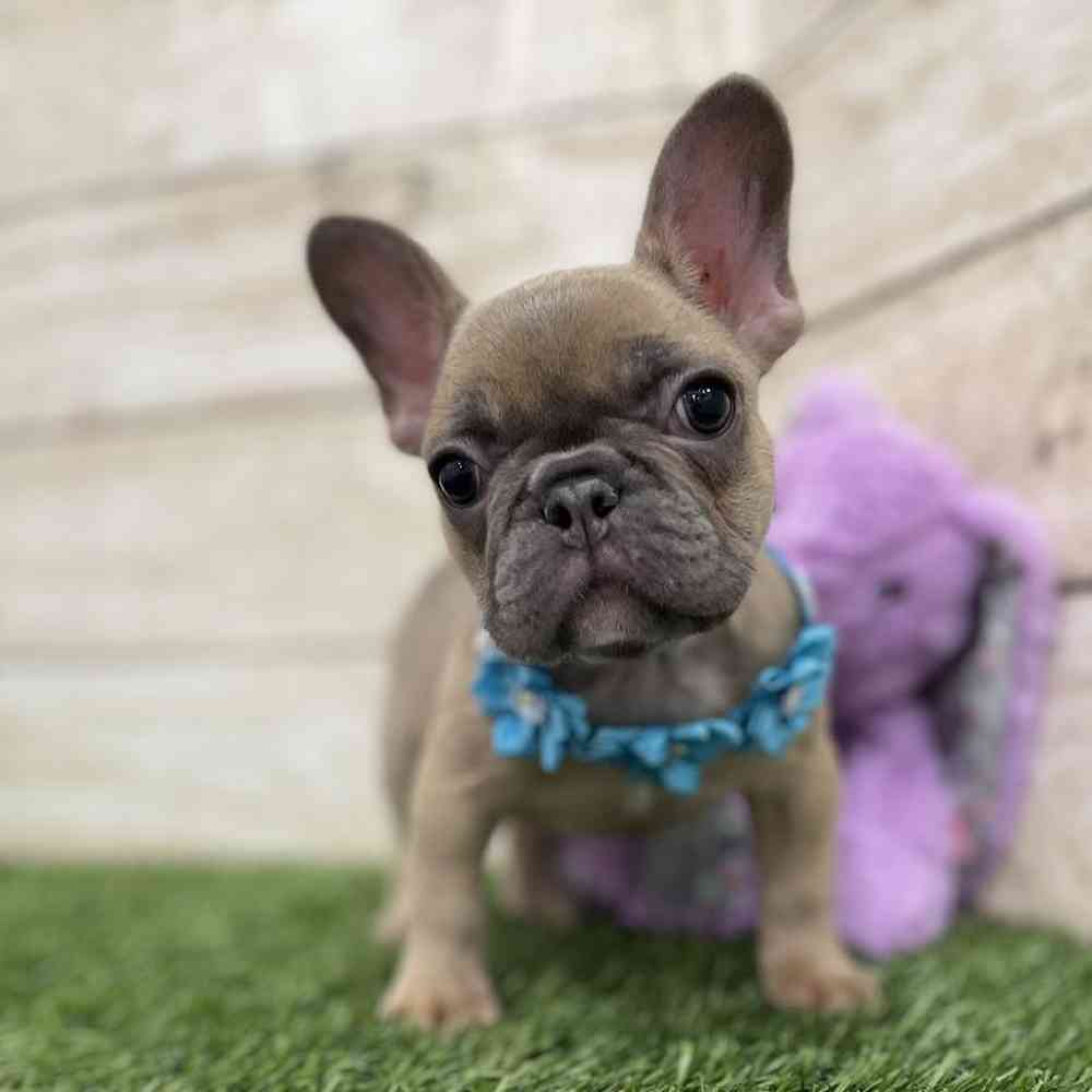 Female French Bulldog Puppy for Sale in Braintree, MA