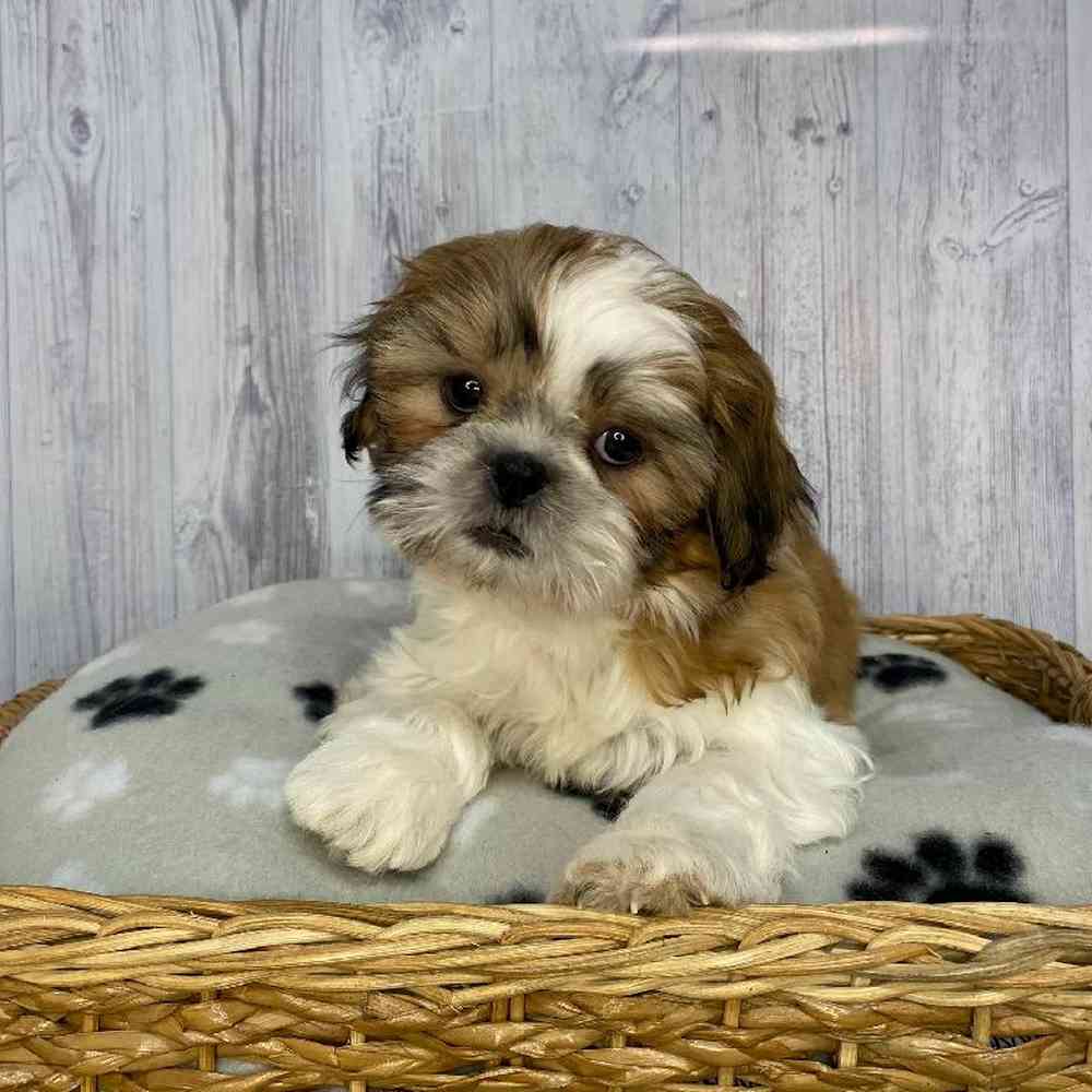Female Shih Tzu Puppy for Sale in Saugus, MA