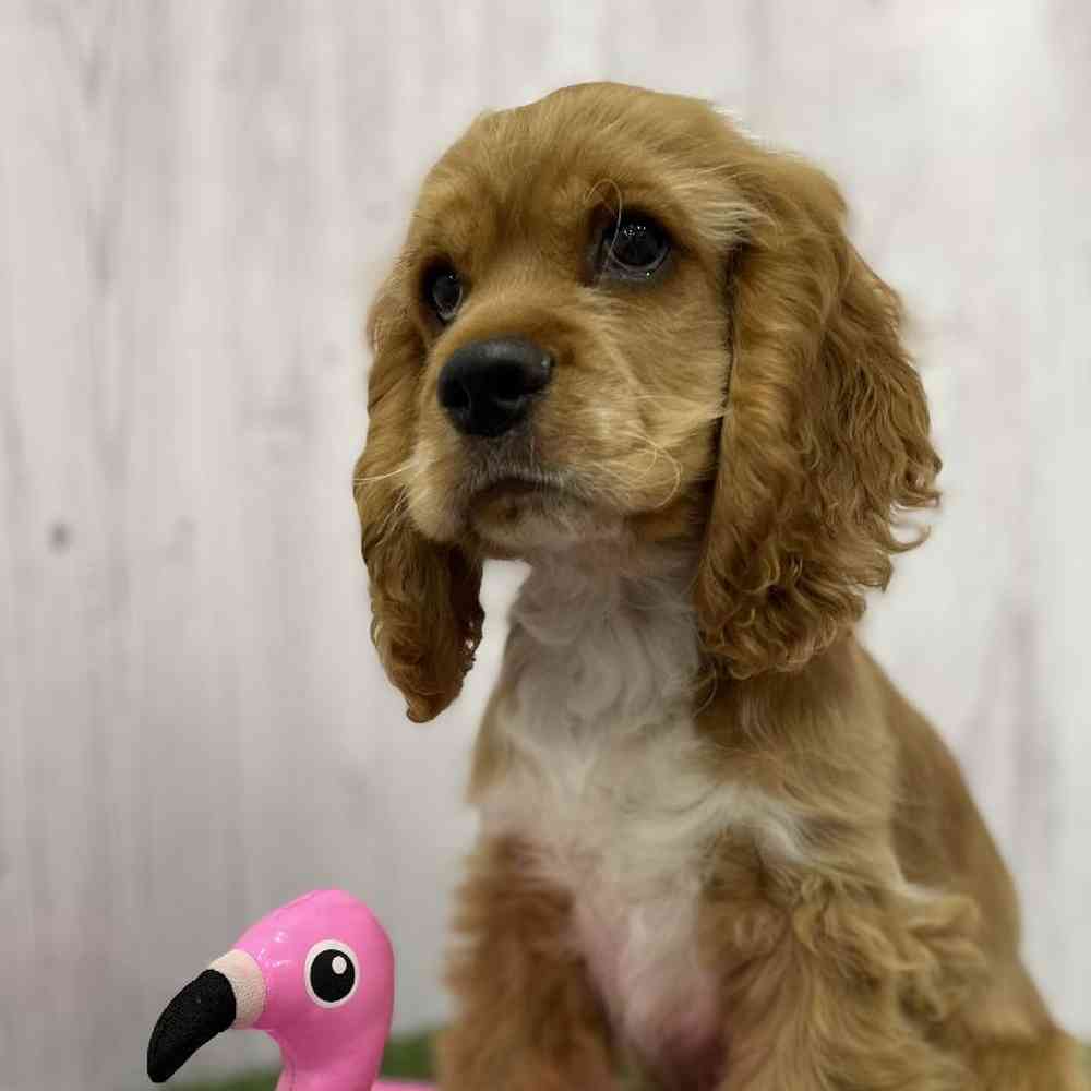 Male Cocker Spaniel Puppy for Sale in Braintree, MA