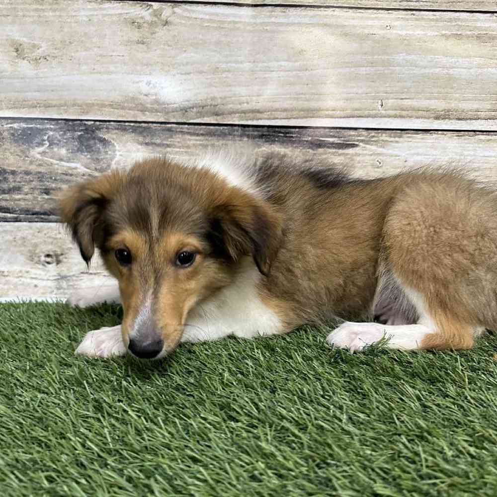 Male Shetland Sheepdog Puppy for Sale in Saugus, MA
