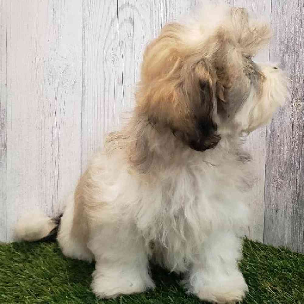 Male Teddy Bear (Zuchon) Puppy for sale