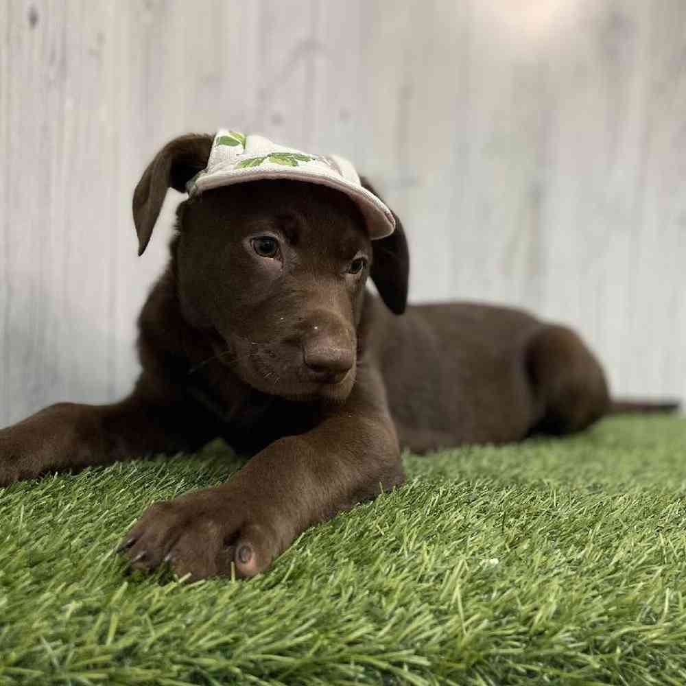 Female Labrador Retriever Puppy for sale