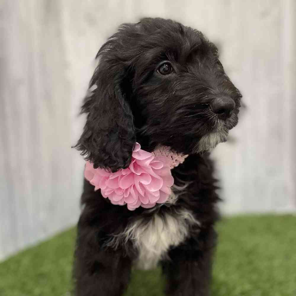 Female Moyen Goldendoodle Puppy for Sale in Braintree, MA