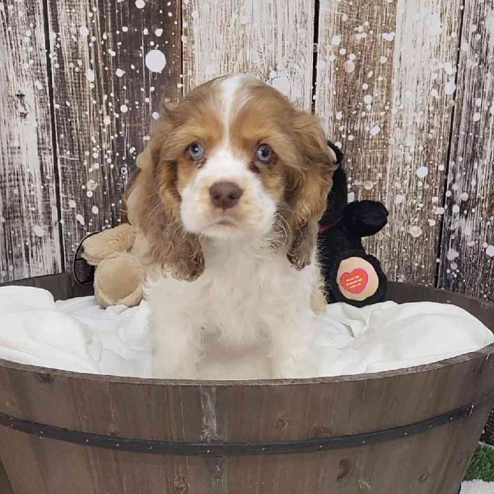 Female Cocker Spaniel Puppy for Sale in Saugus, MA