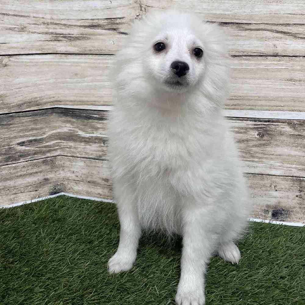 Female American Eskimo Puppy for Sale in Saugus, MA