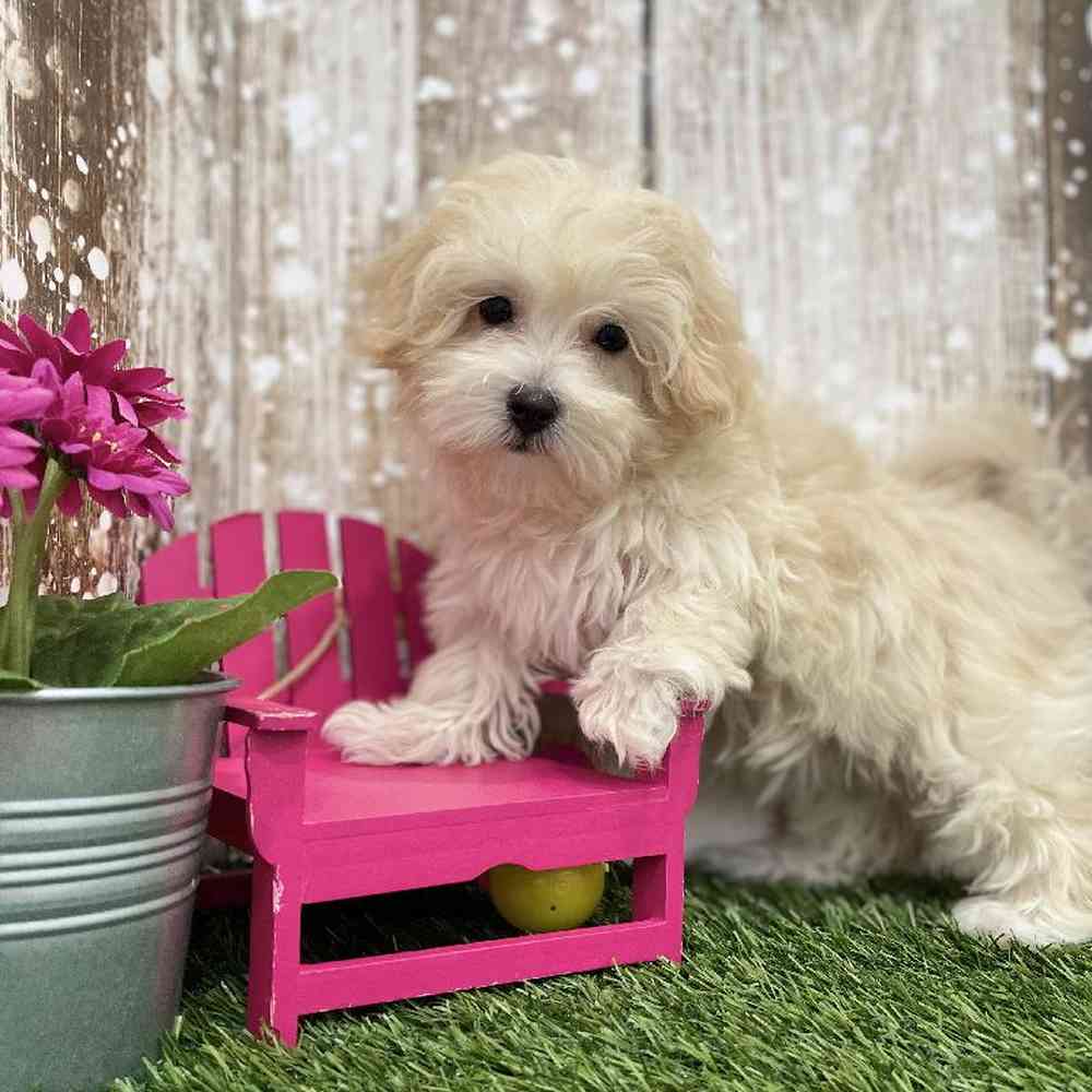 Female Malti-Poo Puppy for Sale in Braintree, MA