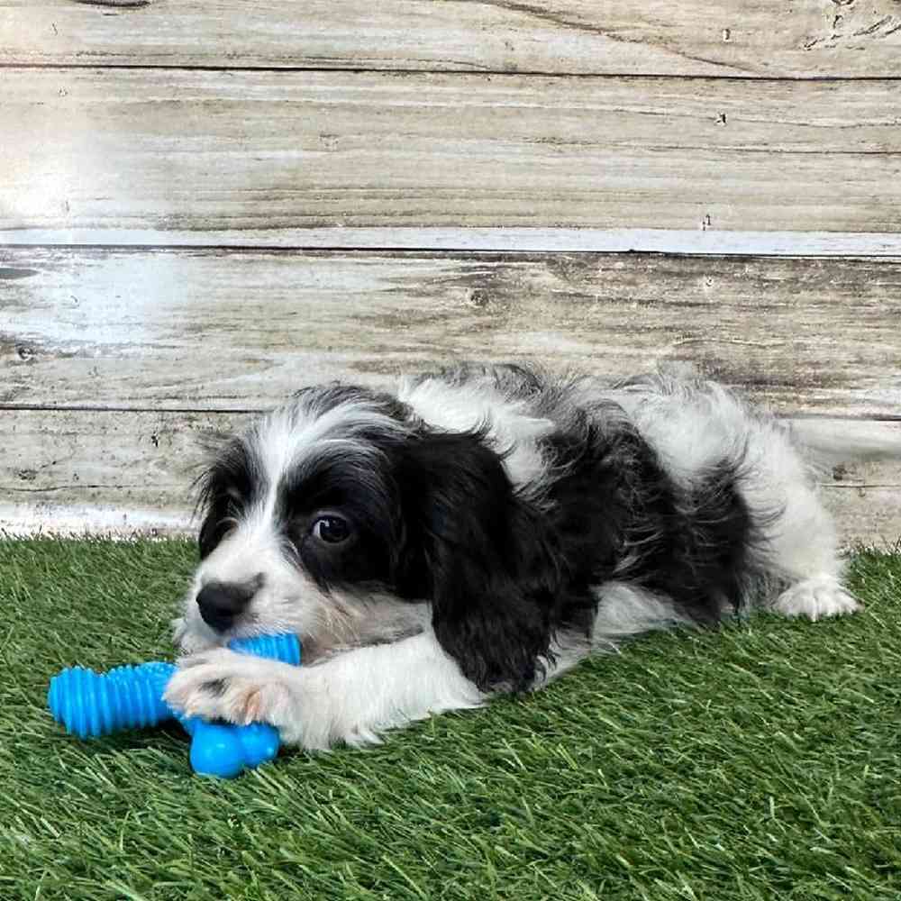 Male Cavapoo Puppy for Sale in Saugus, MA