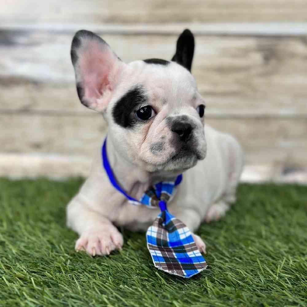 Male French Bulldog Puppy for Sale in Saugus, MA
