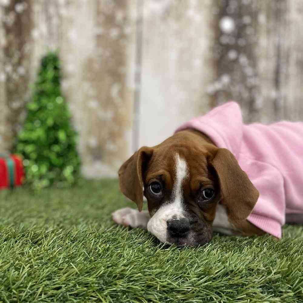 Female Boxer Puppy for Sale in Braintree, MA