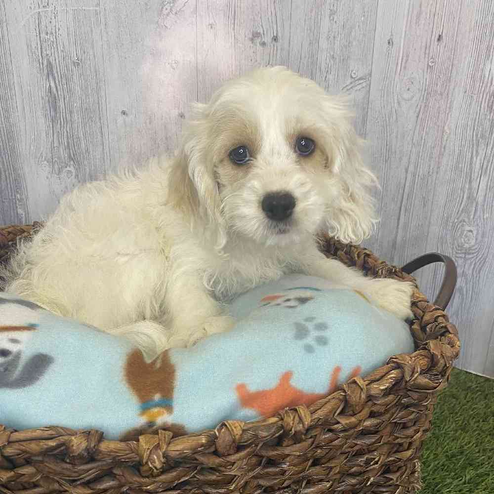 Female Cockapoo Puppy for Sale in Saugus, MA