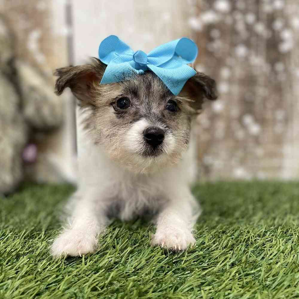 Female Yochon Puppy for Sale in Braintree, MA