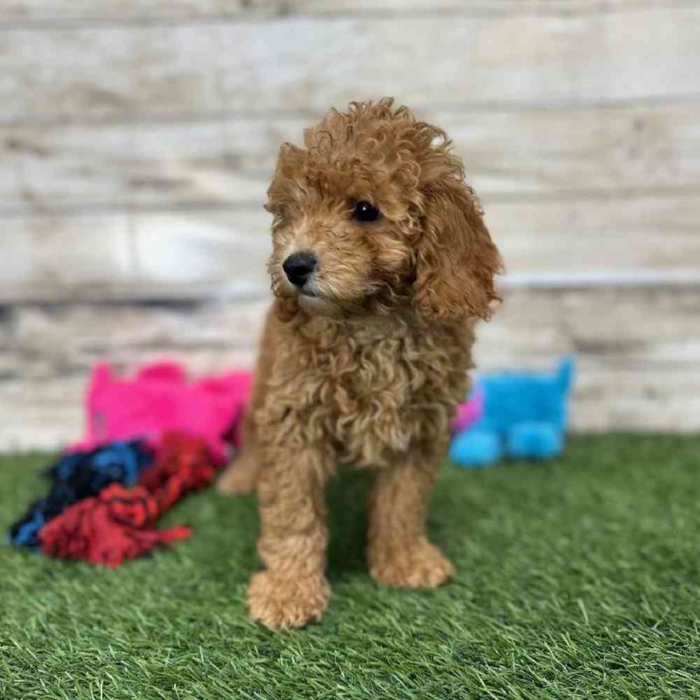 Female Mini Labradoodle 2nd Gen Puppy for Sale in Saugus, MA