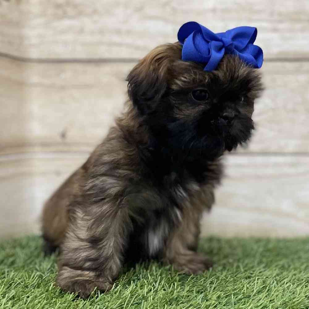 Female Shih Tzu Puppy for Sale in Braintree, MA