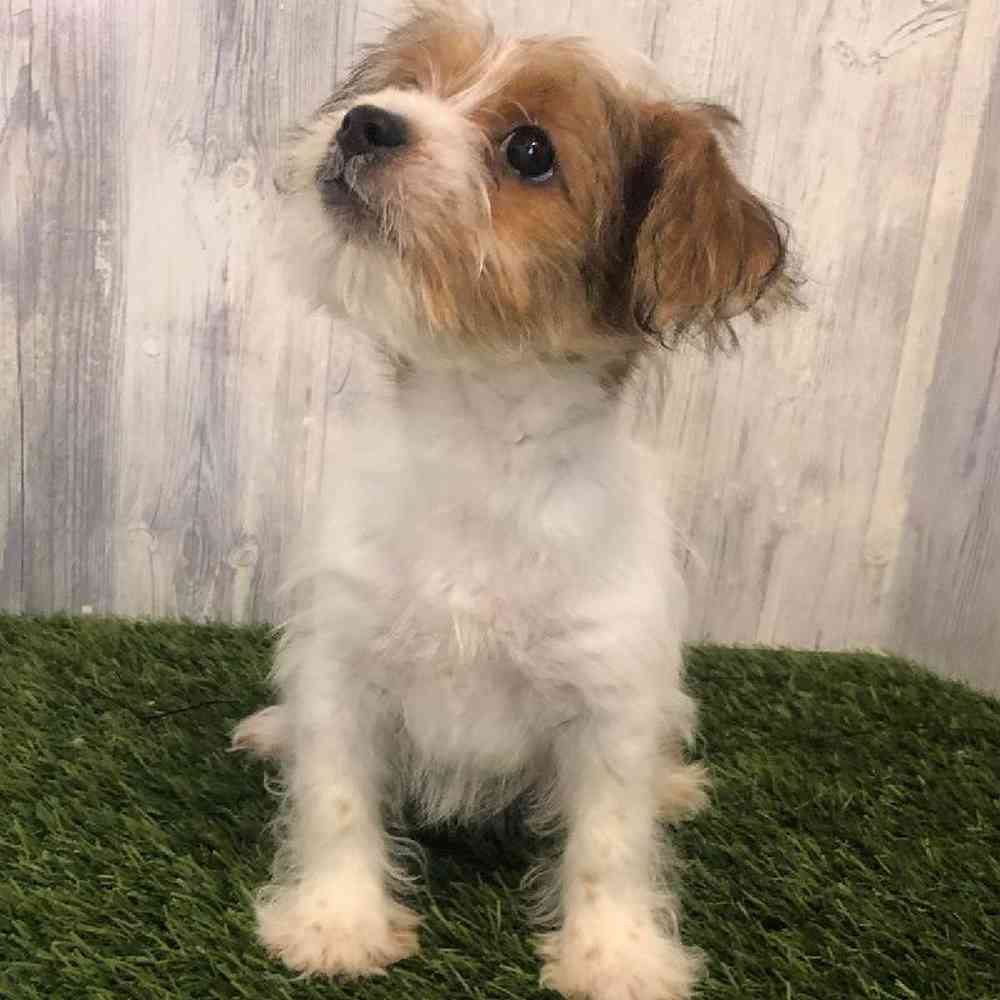 Female Shorkie Puppy for sale